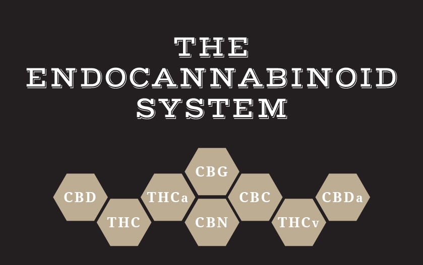 endocannabinod system endocannabinod system
